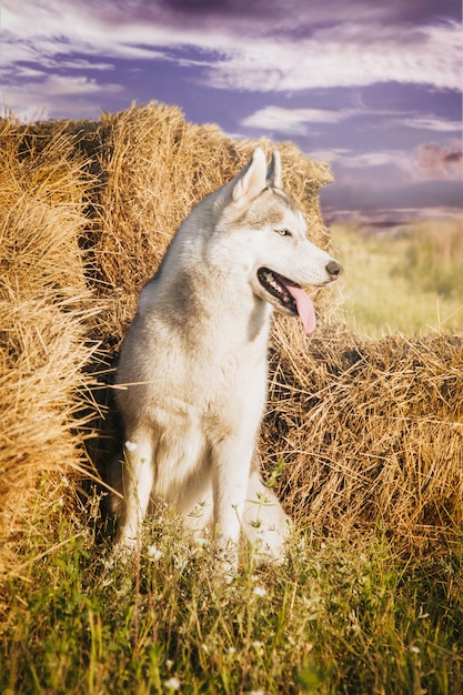 Retrato de um cão nos palheiros em áreas rurais. Husky siberiano de olhos azuis.