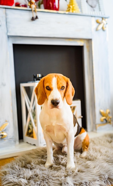 Foto retrato de um cão olhando para a câmera