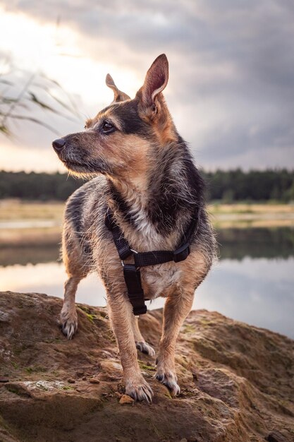 Foto retrato de um cão olhando para longe