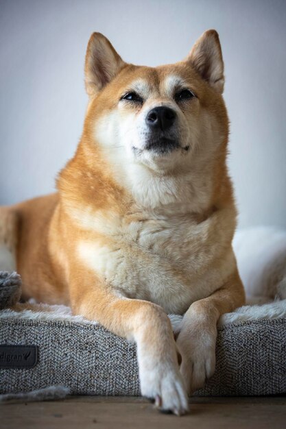 Foto retrato de um cão olhando para longe