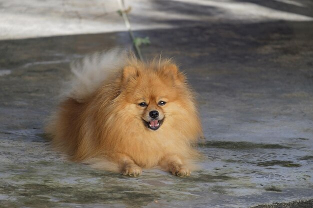 Retrato de um cão olhando para longe