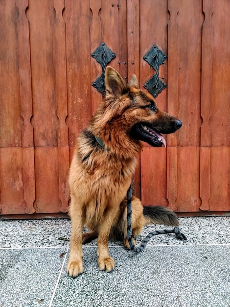 Foto retrato de um cão olhando para longe