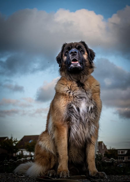 Retrato de um cão olhando para o céu