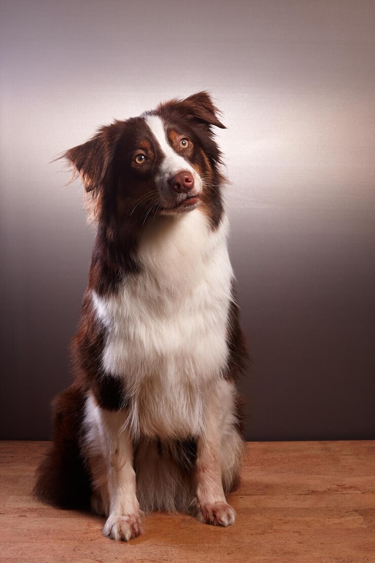 Foto retrato de um cão olhando para outro lado