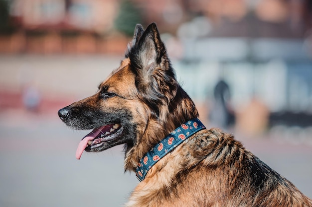 Retrato de um cão pastor alemão. Cão ao ar livre. Cão de raça pura.