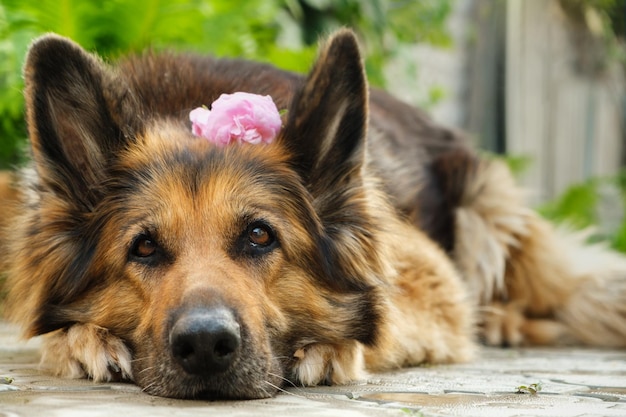 Retrato de um cão pastor alemão com flor rosa atrás da orelha, deitado na calçada