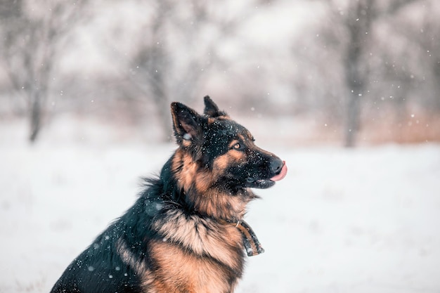 Retrato de um cão pastor alemão em um fundo de neve branca