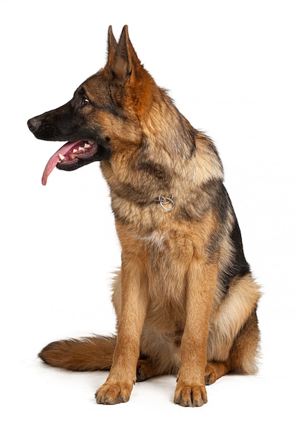 Retrato de um cão pastor alemão isolado na superfície branca