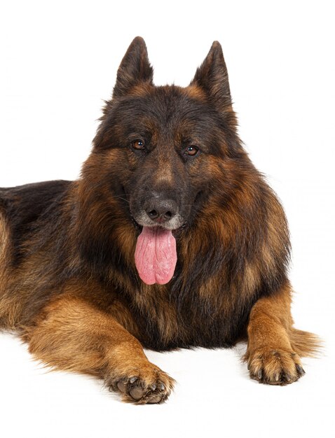 Retrato de um cão pastor alemão isolado no branco