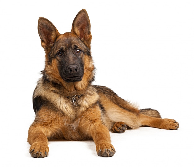 Retrato de um cão pastor alemão isolado