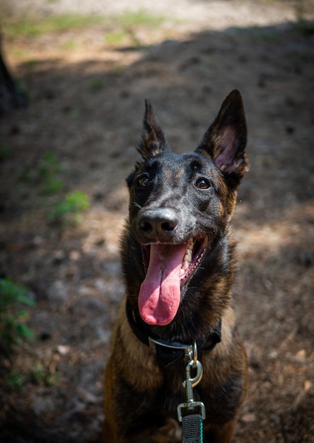 Retrato de um cão pastor belga em uma caminhada em um parque verde