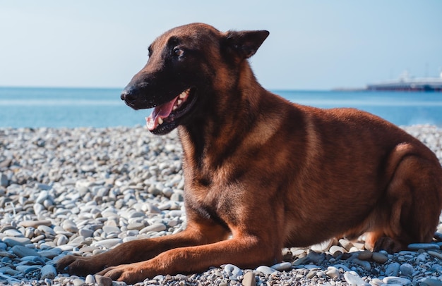 retrato de um cão pastor belga, focinho Malinois, lindo cão de serviço vermelho, pastor