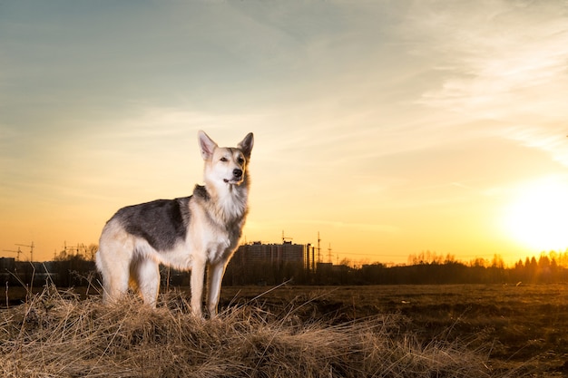 Retrato de um cão pastor de raça misturada feliz fofo andando no pôr do sol