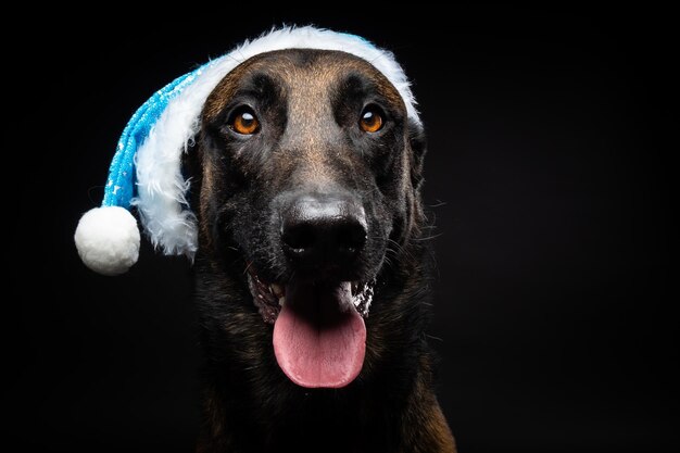 Retrato de um cão pastor em um chapéu de Papai Noel isolado em um fundo preto