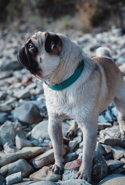 retrato de um cão pequeno, pug, cachorro de raça pura