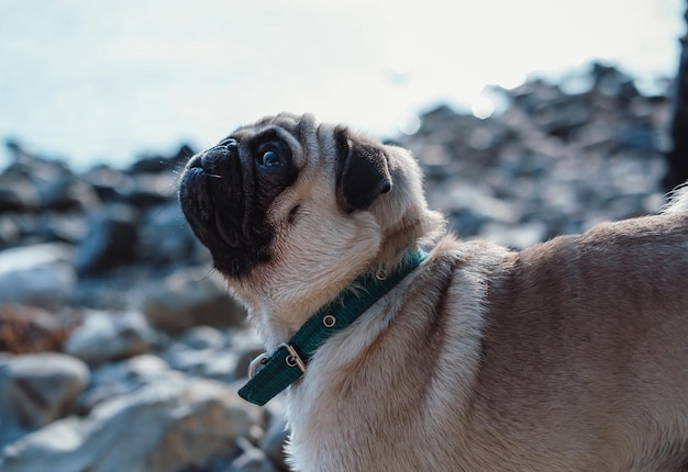 retrato de um cão pequeno, pug, cachorro de raça pura