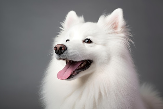 Retrato de um cão Pomerânia branco sobre um fundo cinza