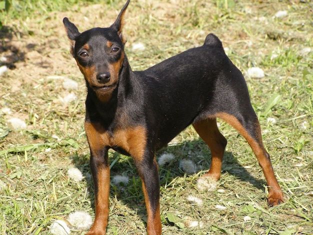 Retrato de um cão preto de pé no campo