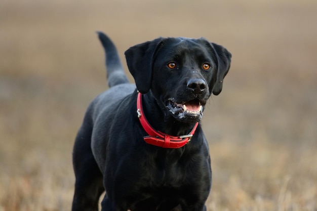 Retrato de um cão preto