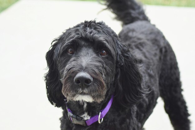 Foto retrato de um cão preto