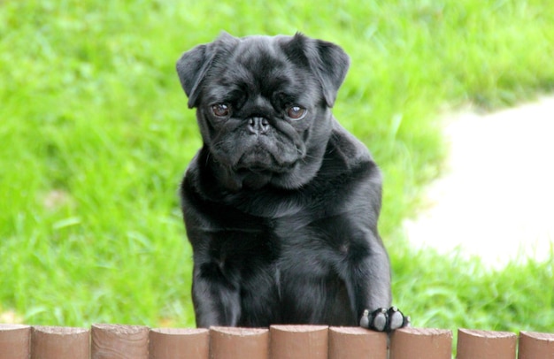 Foto retrato de um cão preto