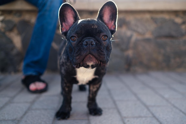 Foto retrato de um cão preto