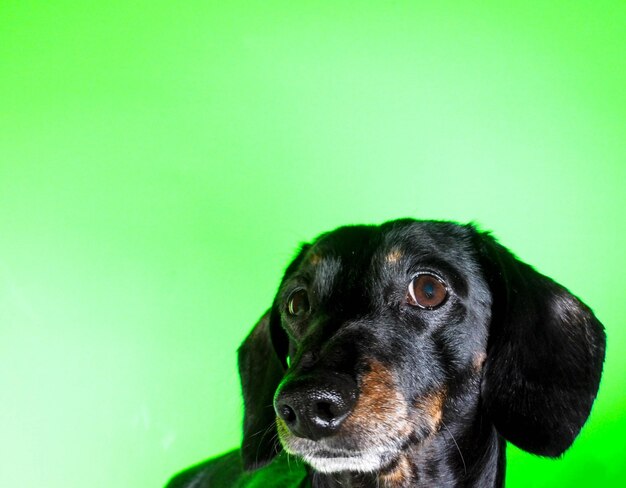 Retrato de um cão preto