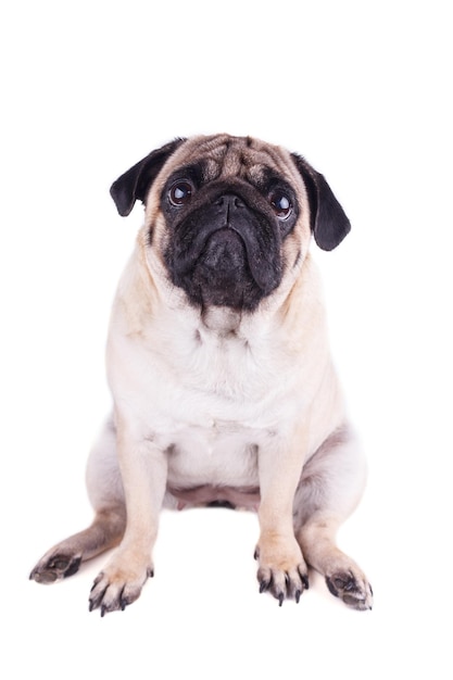 Foto retrato de um cão pug com grandes olhos tristes isolados