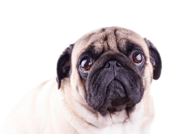 Retrato de um cão pug com grandes olhos tristes.