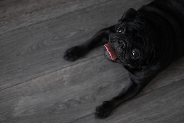 Retrato de um cão pug preto, de perfil