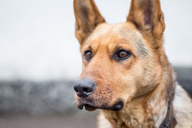 Retrato de um cão puro-sangue