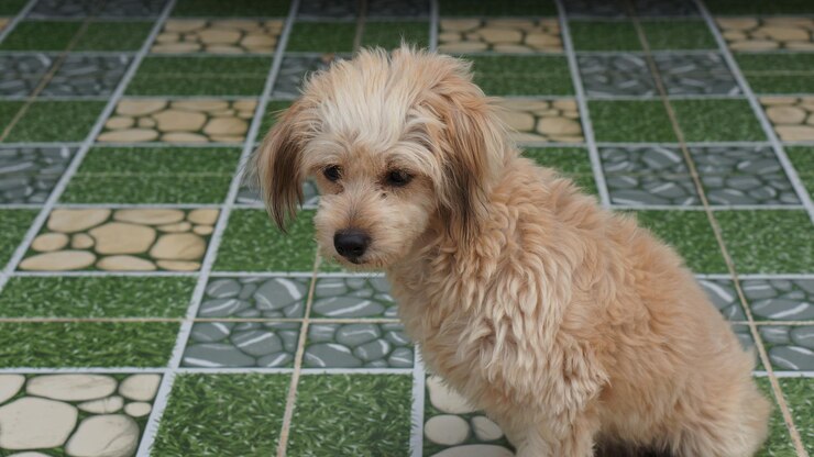 Foto retrato de um cão relaxando ao ar livre