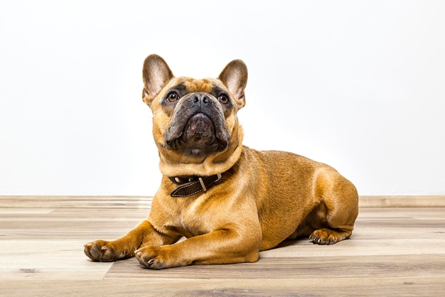Retrato de um cão relaxando contra um fundo branco