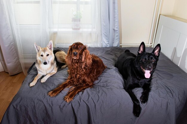 Foto retrato de um cão relaxando em casa