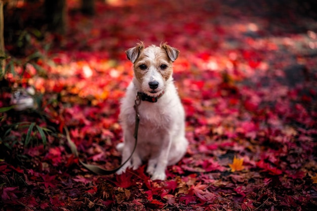 Retrato de um cão relaxando em um campo coberto de folhas