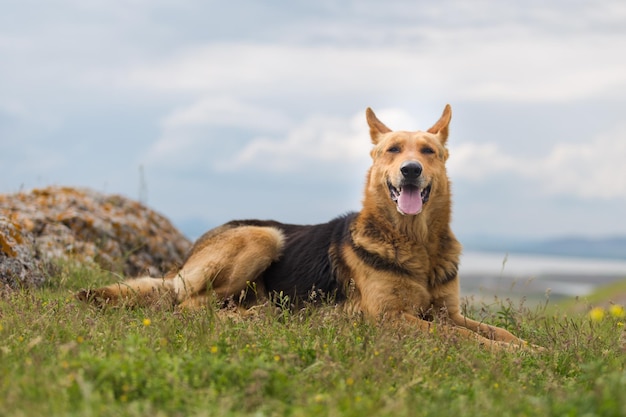 Retrato de um cão relaxando em um campo de grama contra o céu