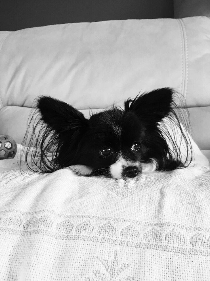 Foto retrato de um cão relaxando na cama em casa