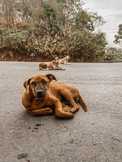 Foto retrato de um cão relaxando na estrada