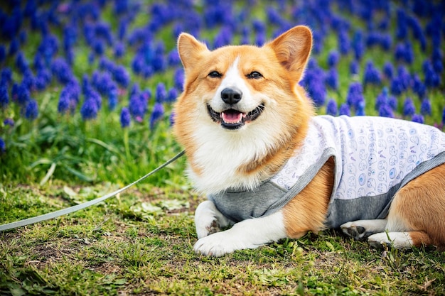 Foto retrato de um cão relaxando no campo