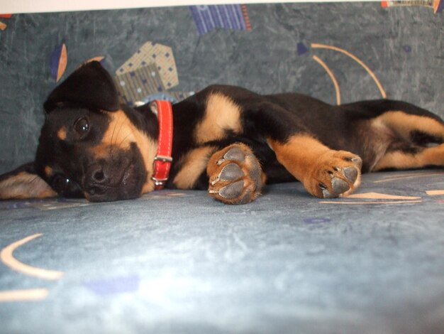 Retrato de um cão relaxando no sofá em casa