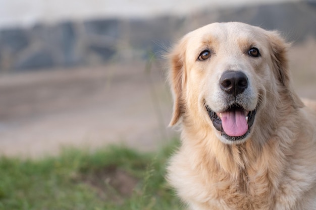 Retrato de um cão retriever dourado sorridente de perto