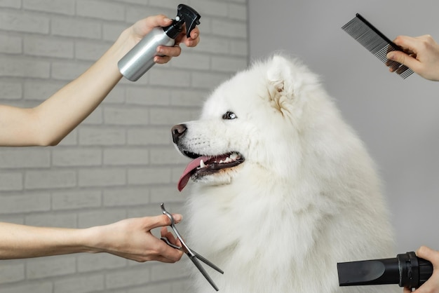 retrato de um cão samoiedo em aliciamento com ferramentas para aliciamento em torno de tesoura de pente de secador de cabelo