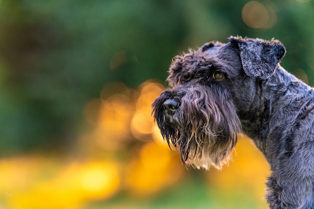 Retrato de um cão schnauzer preto ao pôr do sol no parque. Copie o espaço