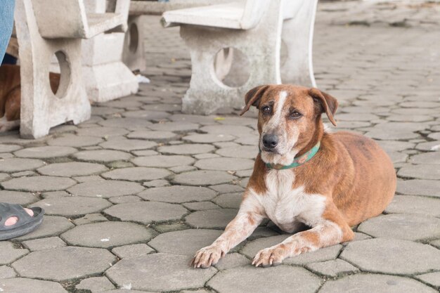 Retrato de um cão sentado ao ar livre