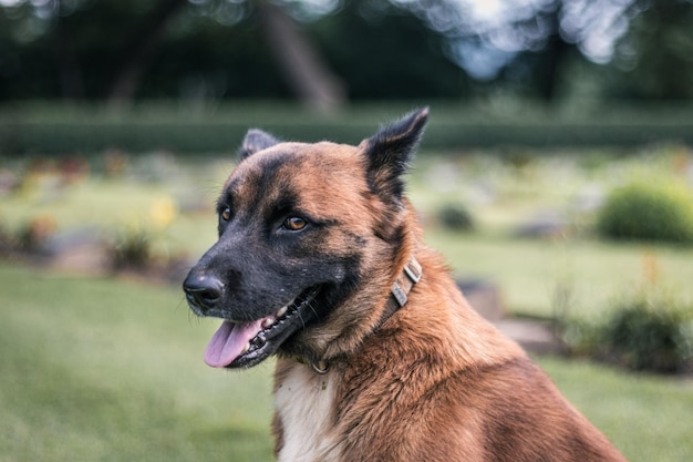 Retrato de um cão sentado ao ar livre