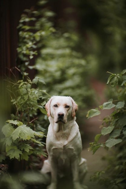 Retrato de um cão sentado ao ar livre