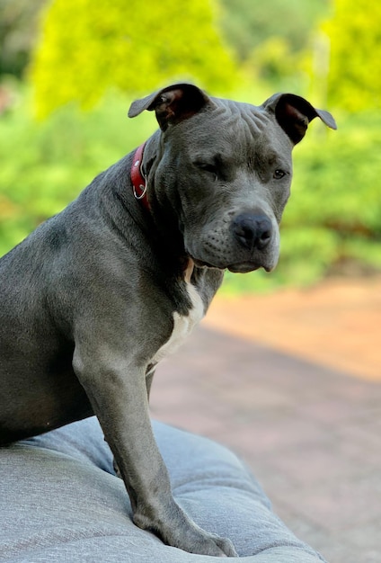 Foto retrato de um cão sentado ao ar livre