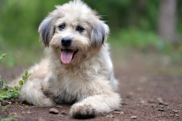 Retrato de um cão sentado ao ar livre
