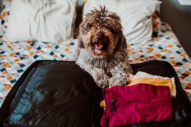 Foto retrato de um cão sentado com bagagem na cama em casa