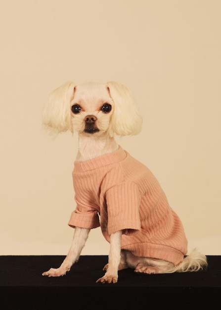 Foto retrato de um cão sentado contra um fundo bege